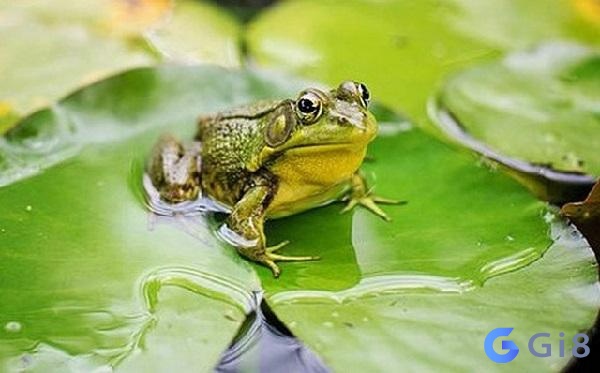 Mơ thấy ếch chứa đựng nhiều ý nghĩa về cuộc sống, sức khỏe