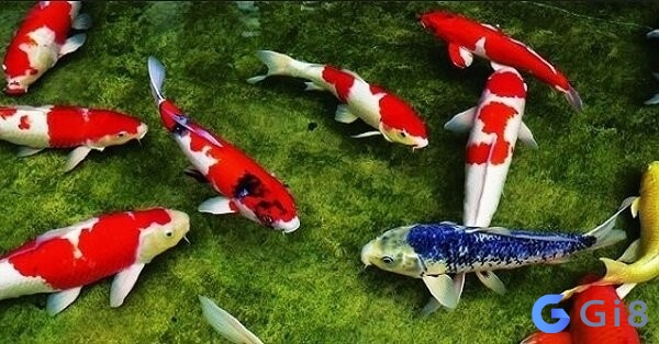 Mỗi giấc mơ thấy cá khác nhau sẽ mang đến dự cảm khác nhau