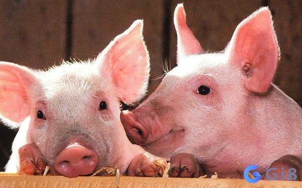 Bạn có biết con lợn số mấy ?