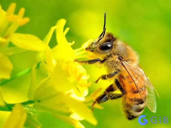 Con ong là số mấy còn tùy thuộc vào giấc mơ như thế nào