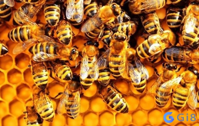 Mỗi giấc mơ tahays ong khác nhau sẽ mang đến dự cảm khác nhau