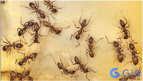 Mộng thấy đàn kiến đang bám quanh người