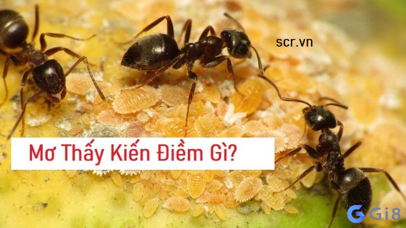 Chiêm bao thấy đàn kiến mang đến dự cảm gì?