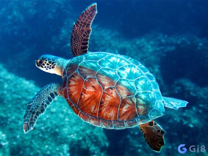 Mộng thấy rùa bơi trong nước mang đến điềm báo công việc của bạn đang vô cùng tốt đẹp và thuận lợi