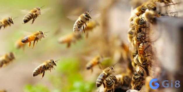 Giải mã chiêm bao liên quan đến con ong 