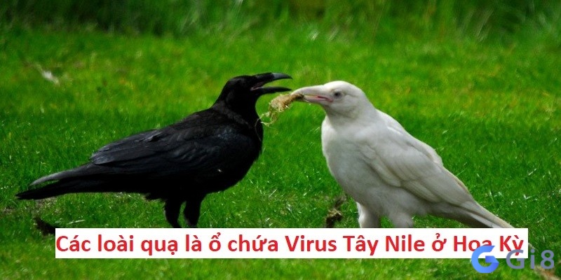 Các loài quạ là ổ chứa Virus Tây Nile ở Hoa Kỳ