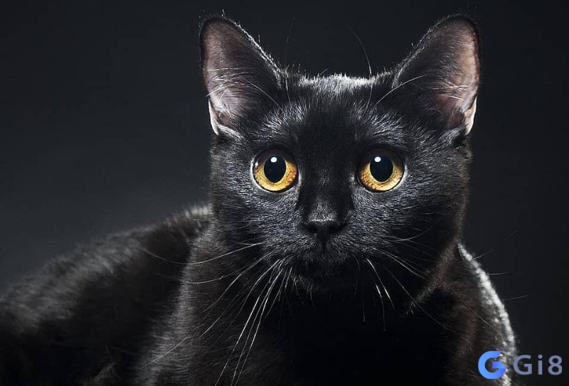 Mơ thấy mèo đen, người ta thường đánh con 13 – 31