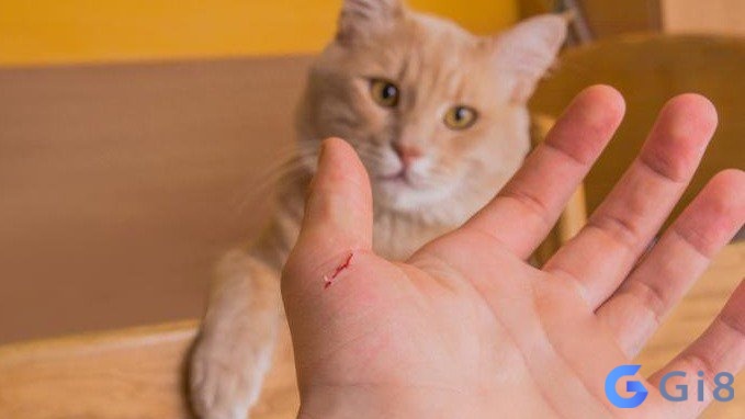 Mơ thấy mèo cắn vào tay bạn là điềm không tốt