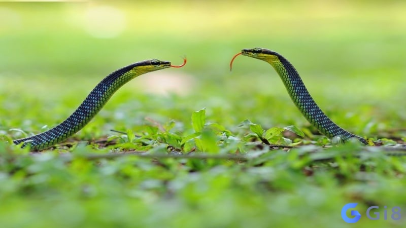 Mơ thấy 2 con rắn là điềm gì?