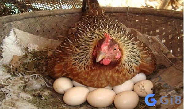 Mơ thấy gà mái đẻ trứng mang tới