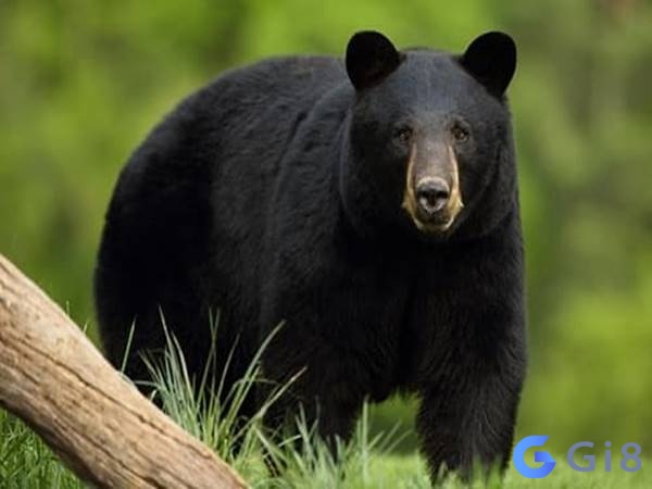 Nằm chiêm bao thấy con gấu màu đen là điềm báo rất tốt lành