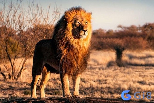 Mơ thấy sư tử đánh con gì? có phải các con số đại diện cho sức mạnh như 33 - 55?