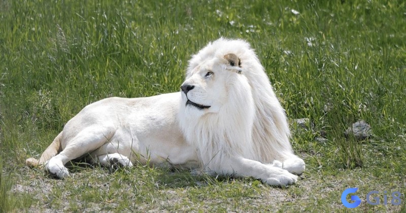 Mơ thấy sư tử trắng là một trong các giấc mơ tốt lành, nhưng mơ thấy sư tử đánh con gì?