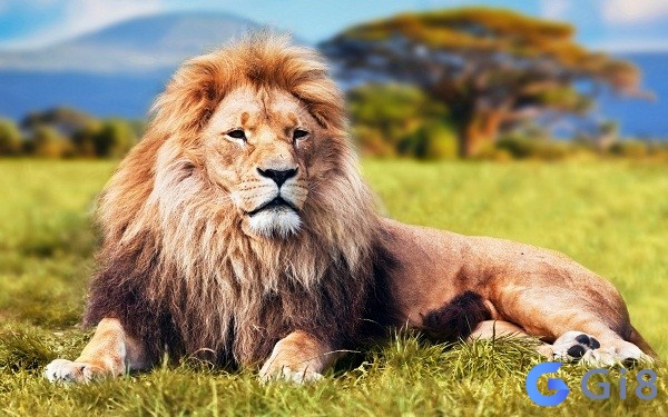 Mơ thấy sư tử đánh con gì dễ trúng nhất?