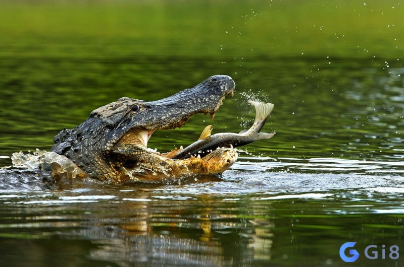 Nằm mơ thấy cá sấu đánh con gì? Cá sấu nuốt mồi số mấy? 