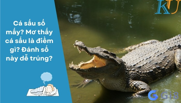 Nằm mơ thấy cá sấu đánh con gì dễ trúng lô đề nhất?