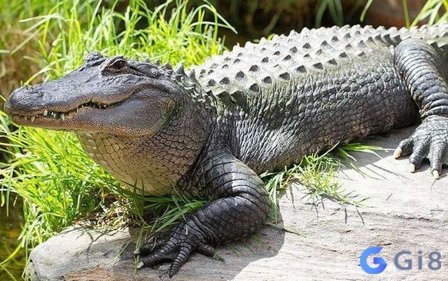 Cá sấu trong tâm linh người Việt có ý nghĩa đặc biệt, vậy nằm mơ thấy cá sấu đánh con gì?