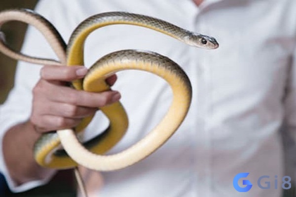 Chiêm bao thấy bắt rắn có ý nghĩa gì?