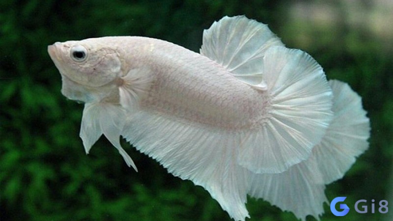 Theo dân gian, cá trắng được coi là con vật mang lại nhiều điều may mắn