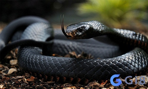 Hình ảnh rắn đen đôi khi khiến người khác hoảng sợ