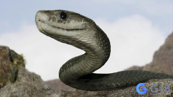 Mơ thấy con rắn đen khổng lồ là điềm báo không tốt về sức khỏe