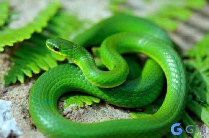 Chiêm bao thấy rắn màu xanh làm nhiều người hoang mang