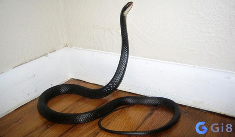Nằm chiêm bao thấy rắn vào nhà mình là điềm tốt