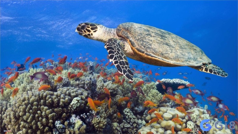 Nằm chiêm bao thấy rùa biển là điềm báo tích cực