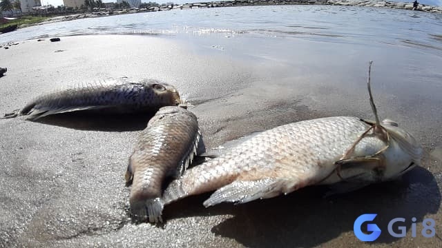 Chiêm bao thấy cá chết trên bờ là một lời cảnh báo về sức khỏe