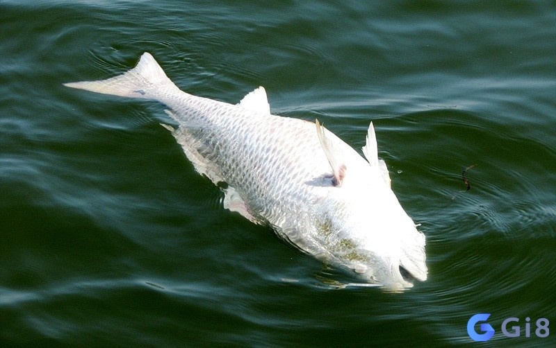 Chiêm bao thấy cá chết chứa đựng rất nhiều điềm báo tâm linh