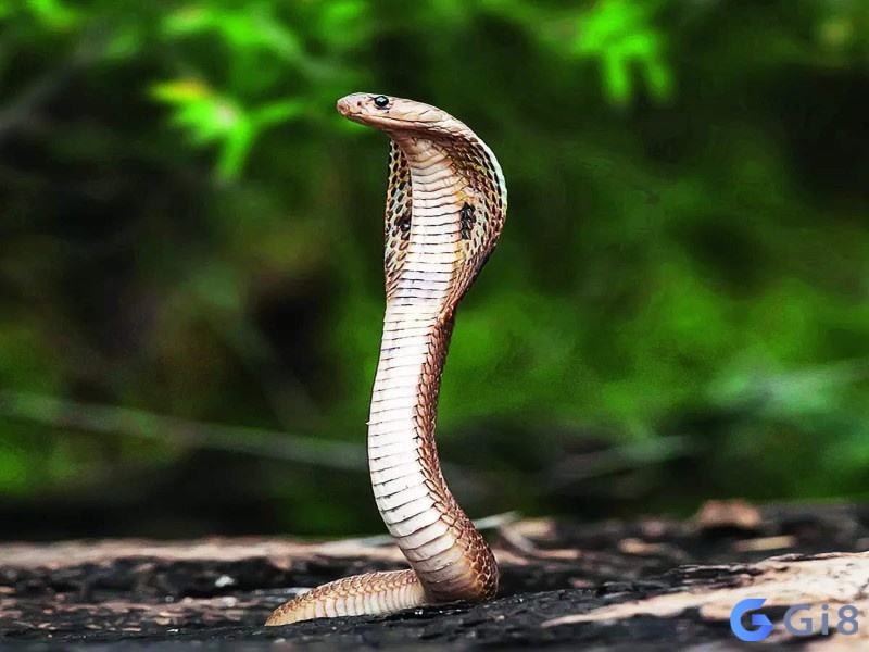 Khám phá những con số may mắn ứng với tình tiết của giấc chiêm bao thấy giết rắn
