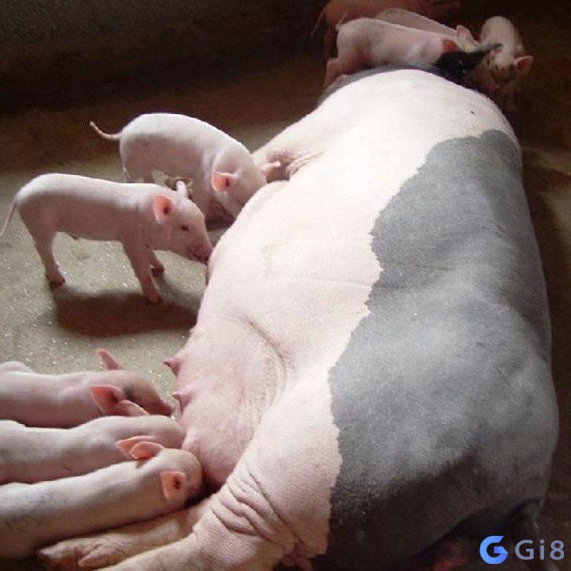 Chiêm bao thấy lợn đẻ một đàn con là một điềm báo hạnh phúc cho bản thân và gia đình bạn